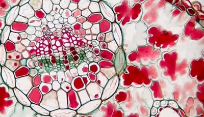 Egoyan / Pauly / Loewen / Miller